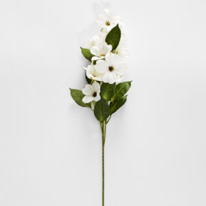 Dogwood Flower Stem