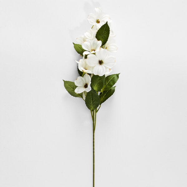 Dogwood Flower Stem