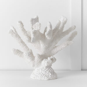 Ecology Elkhorn Coral