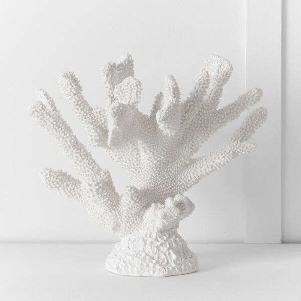 Ecology Elkhorn Coral