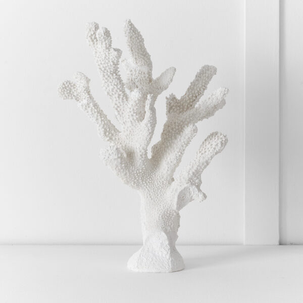 Ecology Finger Coral