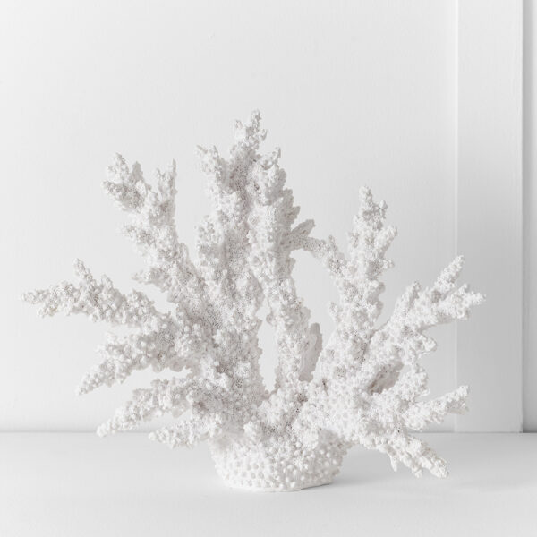 Ecology Staghorn Coral