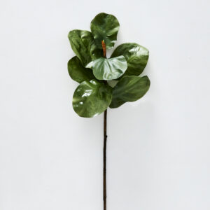 Fig Leaf Stem