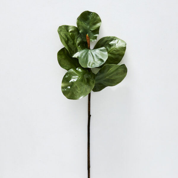 Fig Leaf Stem