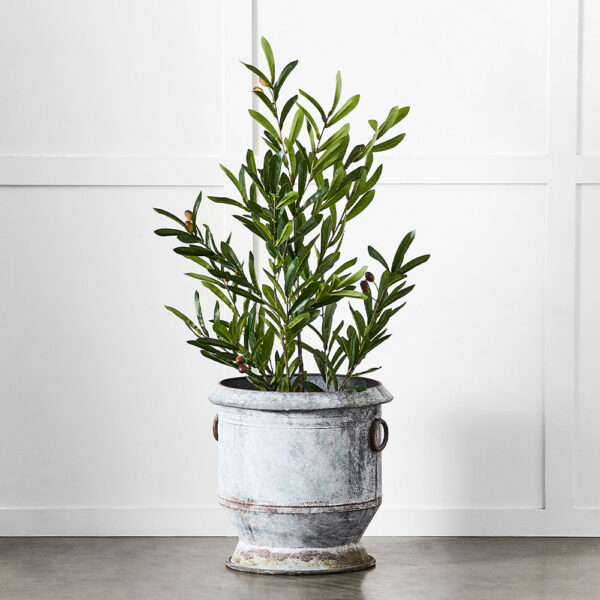 Gruyere Flowerpot M