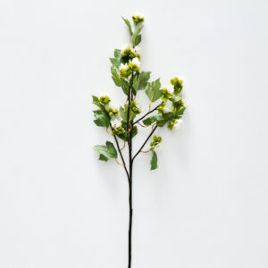 Humulus Stem