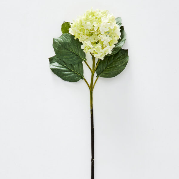 Hydrangea Flower Stem