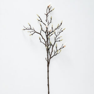 Magnolia Stem