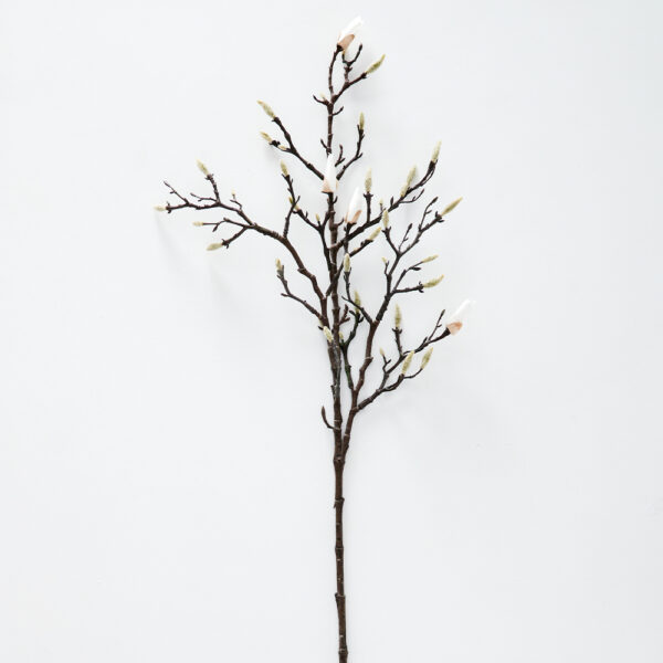 Magnolia Stem