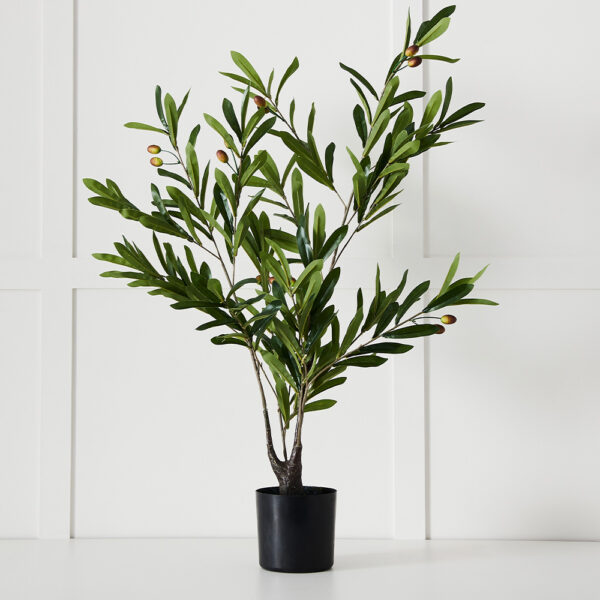 Olive Tree