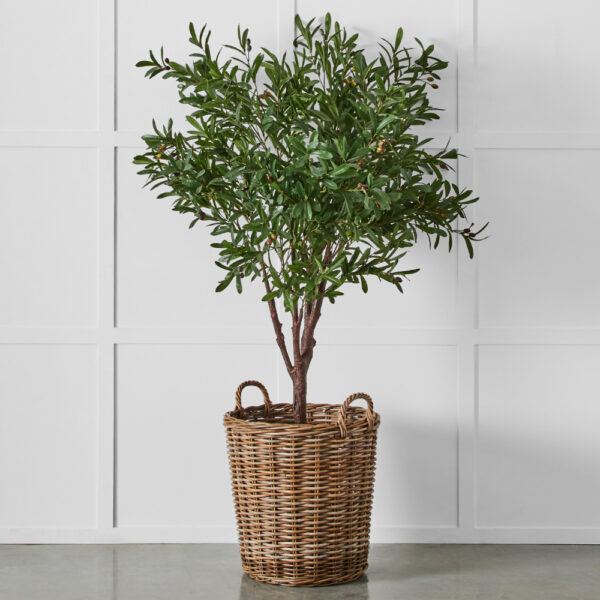 Olive Tree