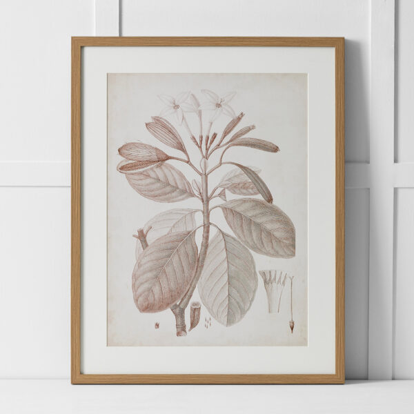 Plumeria Perfection Print 60x76