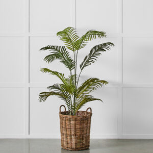 Potted Areca Palm Plant