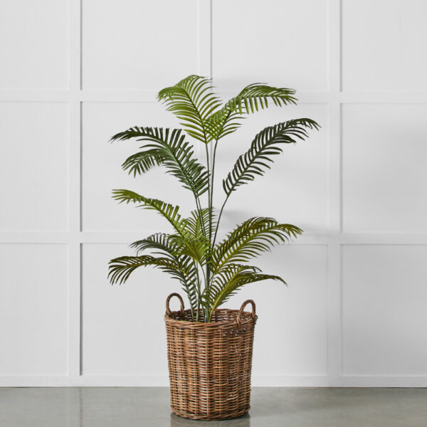 Potted Areca Palm Plant