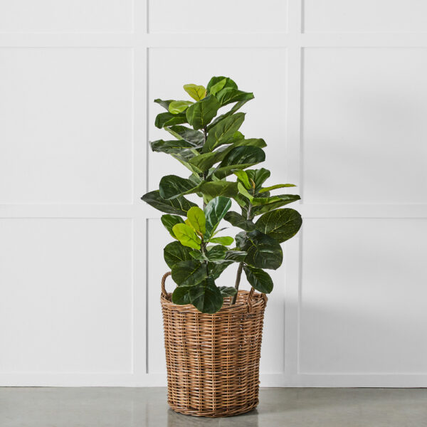 Potted Ficus
