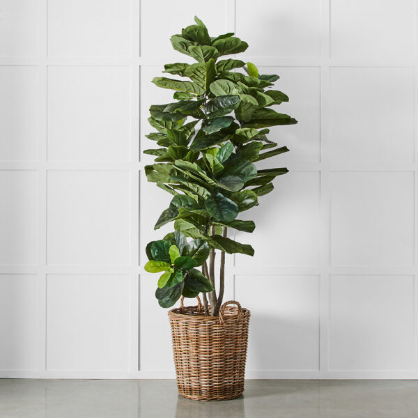 Potted Ficus XL