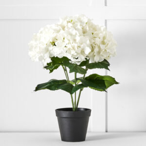 Potted Hydrangea Flower