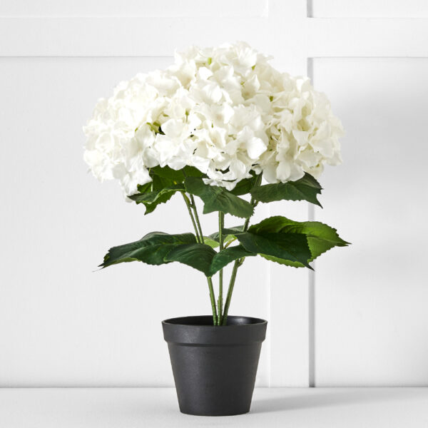 Potted Hydrangea Flower
