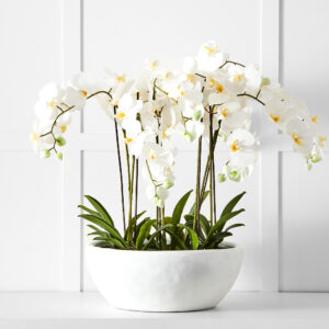 Potted Orchid