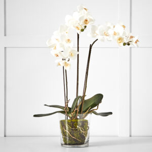 Potted Orchid