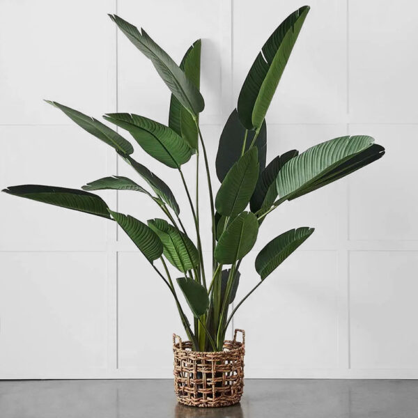 Potted Plant Palm