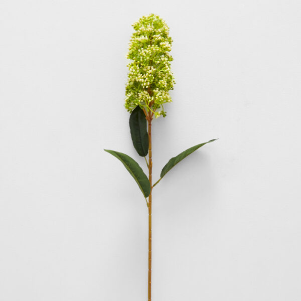 Skimmia Stem