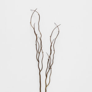 Willow Twig Stem