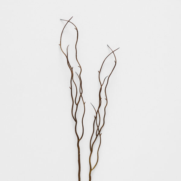 Willow Twig Stem